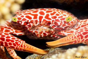 Swiss crab :-) by Raoul Caprez 